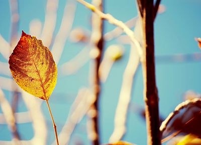 nature, autumn, leaves, blurred background - related desktop wallpaper
