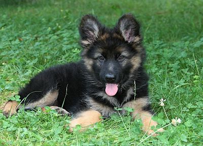animals, dogs, puppies, German Shepherd, GSD - desktop wallpaper