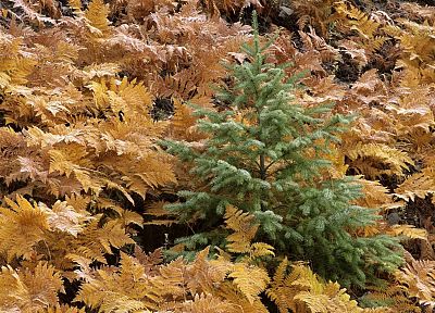 autumn, young, ferns, fir, National Park, Washington, Mount - random desktop wallpaper