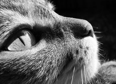 close-up, cats, animals, grayscale - desktop wallpaper
