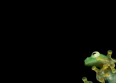 frogs, black background, amphibians - desktop wallpaper