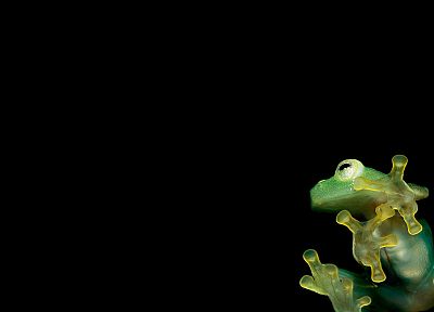 frogs - random desktop wallpaper