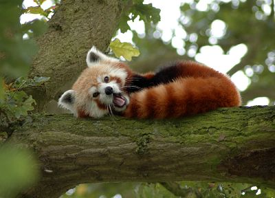 nature, trees, red pandas - duplicate desktop wallpaper