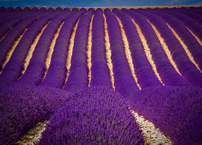flowers, fields, lavender, purple flowers - random desktop wallpaper