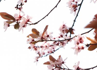 nature, cherry blossoms, flowers, pink, plants - random desktop wallpaper