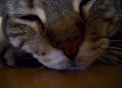 close-up, cats, kittens - random desktop wallpaper