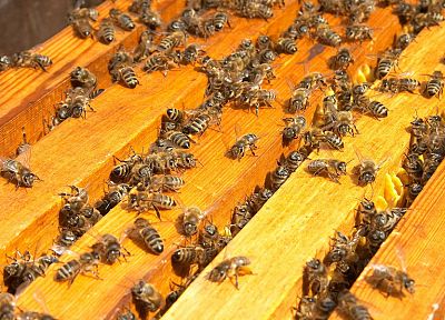 insects, bees, hymenopthera - desktop wallpaper