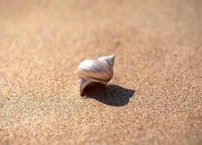 sand, seashells - desktop wallpaper