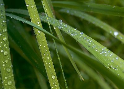 nature, grass, water drops - duplicate desktop wallpaper