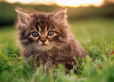 cats, animals, kittens - related desktop wallpaper