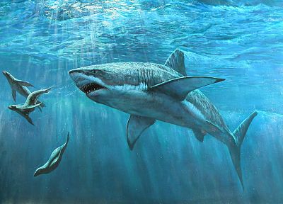 ocean, seals, great white shark - desktop wallpaper