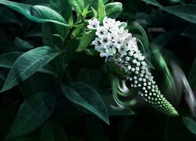 flowers, Bug, plants - random desktop wallpaper