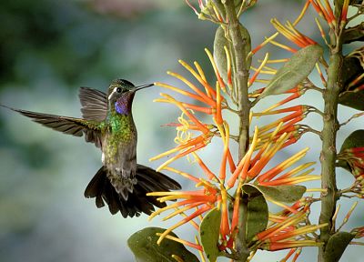 flowers, birds, hummingbirds, iridescence - related desktop wallpaper
