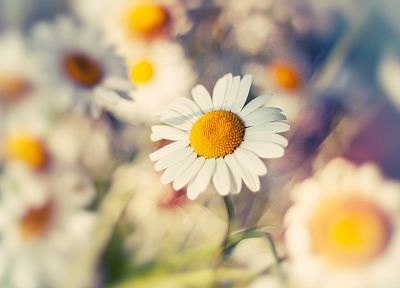 nature, flowers, depth of field, white flowers, daisies - duplicate desktop wallpaper