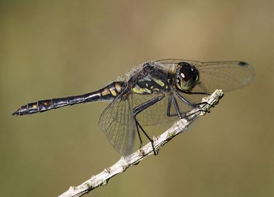 animals, insects, dragonflies, twig - related desktop wallpaper