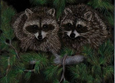 raccoons - desktop wallpaper