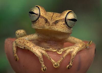 frogs, amphibians - desktop wallpaper