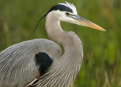 birds, animals, herons - related desktop wallpaper