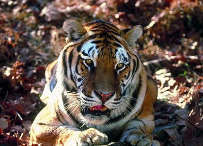 animals, tigers, Tiger Woods - desktop wallpaper
