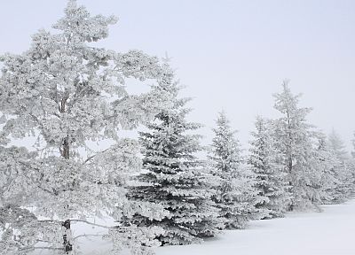 winter, snow, trees, snow landscapes - random desktop wallpaper