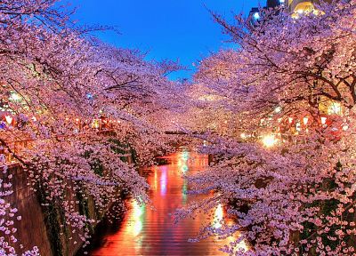cherry blossoms, trees, pink - related desktop wallpaper