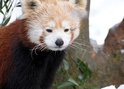 animals, red pandas - duplicate desktop wallpaper