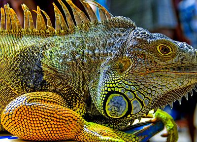 reptiles, iguana - random desktop wallpaper