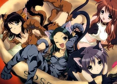 nekomimi, animal ears, Tsuruya (The Melancholy of Haruhi Suzumiya), anime, Suzumiya Haruhi - desktop wallpaper