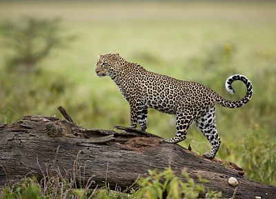 leopards, Kenya - random desktop wallpaper