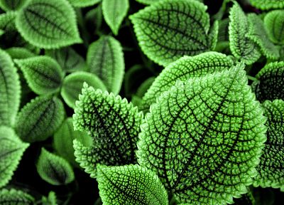 green, nature, leaves - duplicate desktop wallpaper