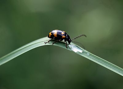 insects, Bug, beetles - desktop wallpaper
