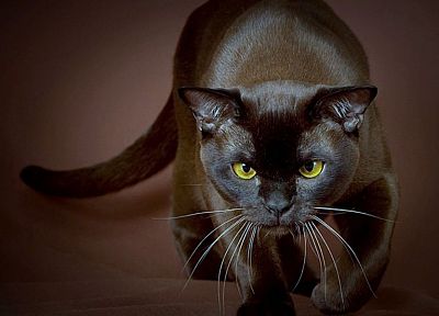 black, cats, animals - random desktop wallpaper