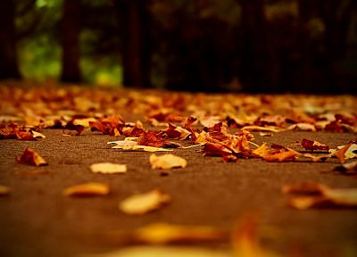 close-up, landscapes, nature, trees, autumn, leaves, macro, depth of field, fallen leaves - desktop wallpaper