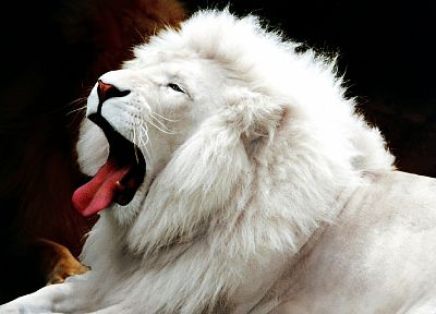 lions, white lions, Leucism - random desktop wallpaper