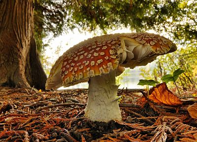 nature, mushrooms, Fly Agaric Mushrooms - related desktop wallpaper