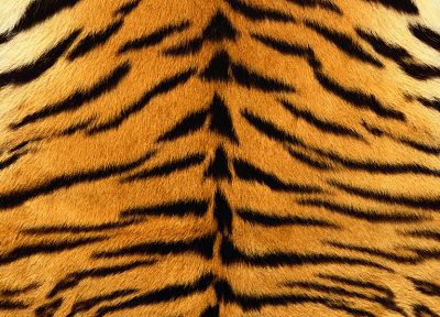 tigers, fur - random desktop wallpaper