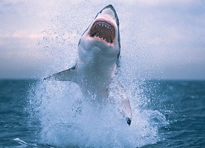 jumping, sharks - desktop wallpaper