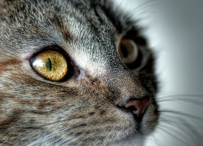 close-up, cats, animals - random desktop wallpaper