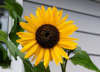 flowers, sunflowers, yellow flowers - random desktop wallpaper