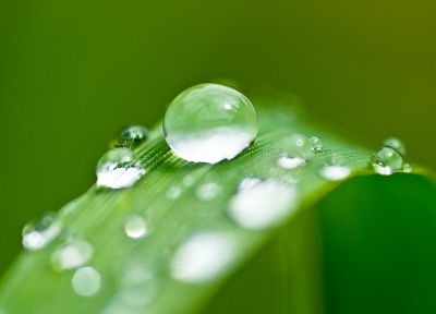 green, nature, grass, plants, water drops, depth of field, dew - desktop wallpaper
