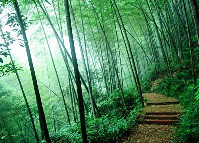 nature, trees, forests, bamboo, paths - desktop wallpaper