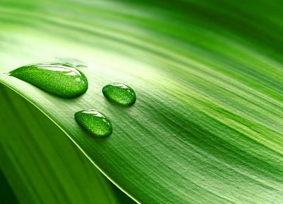 green, nature, leaves, water drops, macro - desktop wallpaper