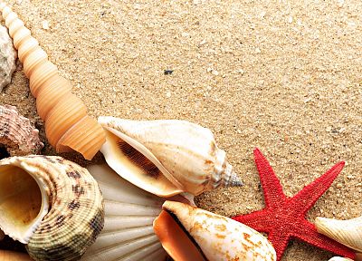 sand, shells, starfish, beaches - desktop wallpaper