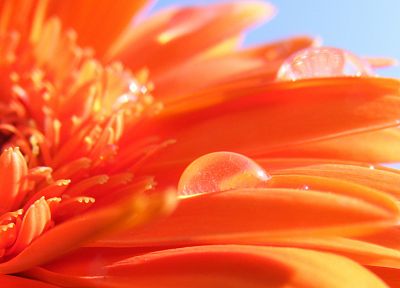 flowers, orange flowers - desktop wallpaper