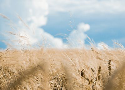 fields, wheat - random desktop wallpaper