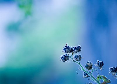 minimalistic, flowers, blue flowers, blurred background - random desktop wallpaper