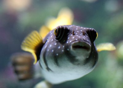 animals, fish - desktop wallpaper
