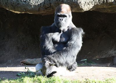 animals, gorillas - desktop wallpaper