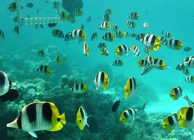 water, fish, sea - desktop wallpaper