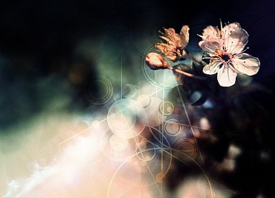 flowers, photo manipulation - duplicate desktop wallpaper